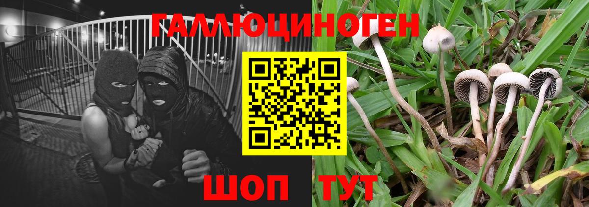 Галлюциногенные грибы Psilocybine cubensis  Вход с VPN  Россошь  Псилоцибиновые грибы Cubensis 